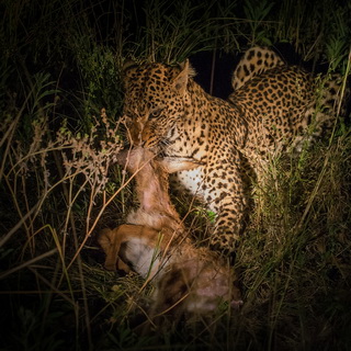 South Luangwa - 'Alice' with killed puku